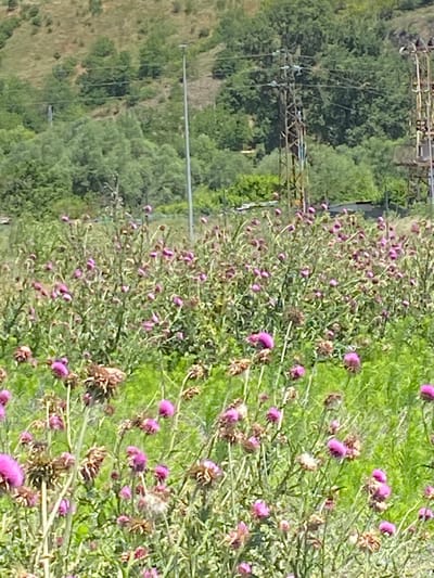 A field of tall, green plants with purple flowers is in the foreground, with some dried, brown seed heads visible. In the background, there is a grassy hillside dotted with trees. Two utility poles with power lines are also visible in the background. The image appears to have been taken in Balgarchevo, Bulgaria, as indicated by the metadata. There are no people or animals visible in the image. The weather appears to be clear and sunny.