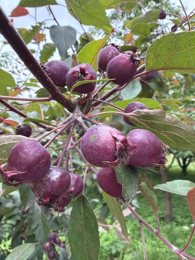 The image shows a close-up view of a branch laden with small, dark purple crabapples. The crabapples are clustered together, some with visible stems and remnants of their blossoms. The branch itself is dark brown and somewhat rough. Green leaves, some with reddish-brown edges, are interspersed among the fruit, creating a natural, organic setting. The background is softly blurred, with hints of more greenery and a bright sky, suggesting an outdoor scene. The lighting appears to be natural daylight, possibly overcast given the diffused light. There are no people visible, and the overall mood is one of nature's bounty. The location context "Ветеран Снт, Russia" indicates this is likely a garden or a natural area within a Russian dacha community. No text is visible in the image.