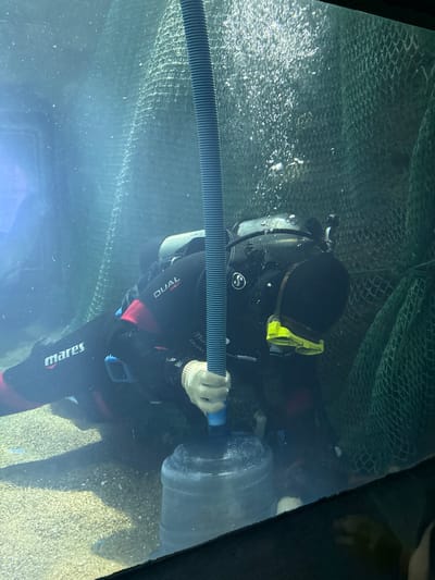 An underwater scene depicts a diver performing maintenance inside a large aquarium tank, likely at Qingdao Underwater World in Shinan District, China. The diver, attired in a black full-body wetsuit with red "mares" and "DUAL" branding, a black full-face diving mask with yellow accents, and white gloves, is positioned leaning forward near the tank's gravelly bottom. They are actively holding a rigid, blue, ribbed hose, with its distal end inserted into the top opening of a clear, cylindrical plastic carboy or water bottle resting on the substrate. The background features dark green or teal mesh netting, and numerous small bubbles are visible in the illuminated water column. Light-colored gravel forms the tank floor, observed through a viewing pane.