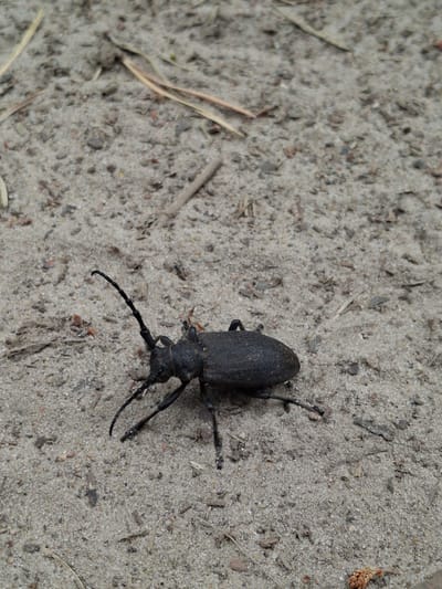 A black beetle with long, segmented antennae is on sandy ground. The beetle is facing left with its head slightly lowered. Its body is dark and textured. The ground is composed of sand with small pebbles and scattered dry twigs and pine needles. The lighting suggests an outdoor environment. There are no people or buildings visible in the image.