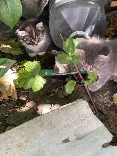 Two kittens are present in the image, situated outdoors on a surface of dirt, leaves, and what appears to be broken concrete or Styrofoam. The kitten on the left is a tabby with white markings on its chest and paws, and it is looking towards the camera. The kitten on the right is a solid grey color and is looking down and to the right. Both kittens appear to be young and healthy. In the background, a large black plastic object, possibly a container or bottle, is visible. Green leaves from surrounding plants are scattered throughout the scene, and sunlight casts shadows on the ground, suggesting it is daytime. The setting appears to be a backyard or neglected outdoor area within the city of Barsuki, Russia.