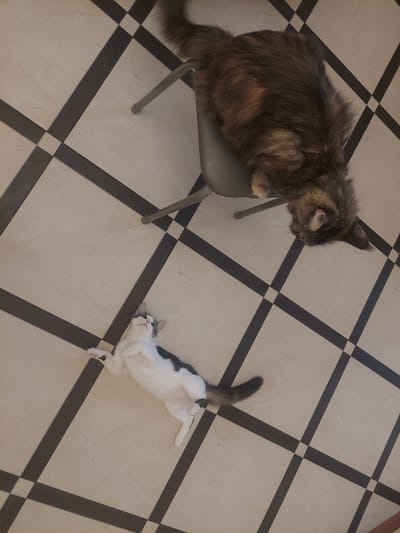 In an indoor setting with a black and white checkered tiled floor, two cats are present. One is a long-haired tortoiseshell cat, partially visible sitting on a grey chair, with its head lowered and focused downwards. The other is a shorter-haired black and white cat lying on its back on the floor, with its paws in the air, appearing relaxed. The image is taken from a high-angle perspective. The location is not specified as Рахманово, Russia.