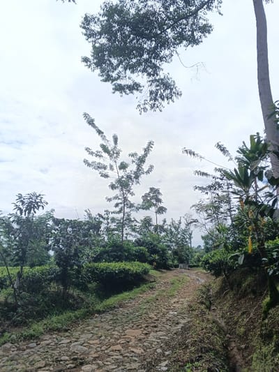A stone path stretches through a lush, green landscape. Dense vegetation, including trees and shrubs, flanks both sides. The sky above is overcast with a scattering of clouds. A tall, thick tree stands to the right, while others are visible in the distance. The pathway appears worn and uneven, suggesting it's a well-traveled route in a natural setting.