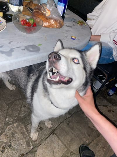 A husky dog with a pink collar is looking up with its mouth open, showing its teeth and tongue. The dog has black and white fur and its eyes are glowing red. A person's hand is visible on the dog's neck. In the background, there is a table with food and drinks, including a bowl of strawberries and bread. The scene appears to be outdoors, possibly in a backyard, with a paved stone ground. The location is identified as Solnechnaya Polyana, Russia.