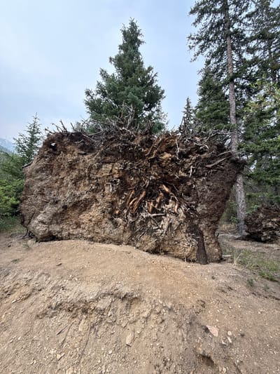 The image shows a large tree that has been uprooted and is lying on its side, revealing its extensive root system. The tree is located in a forest area with other evergreen trees and some undergrowth. The ground is covered in dirt and rocks, and there is evidence of erosion. The sky is overcast. The scene appears to be in Saint Elmo, Colorado, given the context provided. There are no people or visible actions taking place.