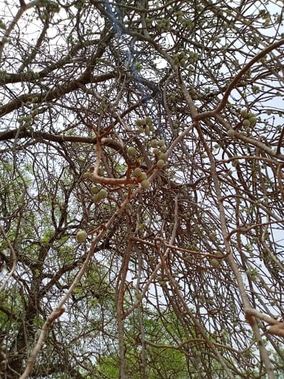 The image is a close-up view looking up into the canopy of a large tree. The tree has many branches and twigs, and there are numerous green, round fruits hanging from the branches. The image was taken in Rumde Waziri, Nigeria. The environment is a wooded area with tall trees. The sky is partially visible through the canopy. There are no people or other subjects in the image.