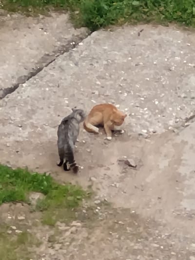 Two cats are on a paved surface with sparse vegetation. A grey tabby cat with black stripes is standing on four legs, facing left. A ginger cat is crouched down, facing away from the grey cat and towards the right. The ground is a mixture of concrete and dirt. Green grass grows along the edges of the paved area. The scene appears to be an outdoor urban or suburban environment.