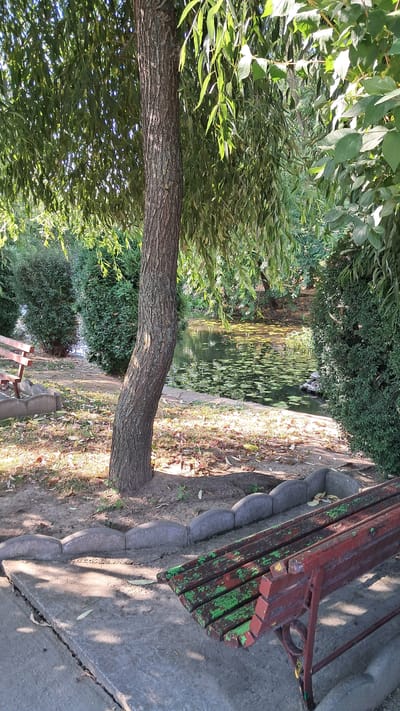 A picturesque park scene in Popeni, Romania, features a weathered red park bench with peeling green paint in the foreground. The bench is positioned on a concrete slab next to a decorative stone border. Beyond the bench, a tree trunk with rough bark stands prominently, its branches reaching towards a tranquil pond filled with lily pads. The pond is surrounded by lush green bushes and trees, suggesting a well-maintained public space. The sun casts dappled shadows on the ground, indicating a bright, clear day.