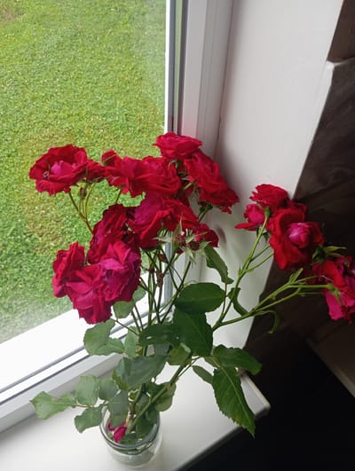 A close-up, eye-level, slightly angled shot captures a bouquet of vibrant red roses in a clear glass vase placed on a white windowsill. The roses, some fully bloomed and others in bud, are arranged on long, green stems with visible thorns and serrated leaves. Beyond the windowsill, a blurred green lawn with sparse white clover is visible through a window. To the right, a white wall slopes upwards, casting a shadow on a darker surface. The scene appears to be indoors, by a window, with the outdoor environment visible beyond the glass. The lighting suggests it may be daytime, possibly overcast, as there are no harsh shadows. The location is Oriv, Ukraine.