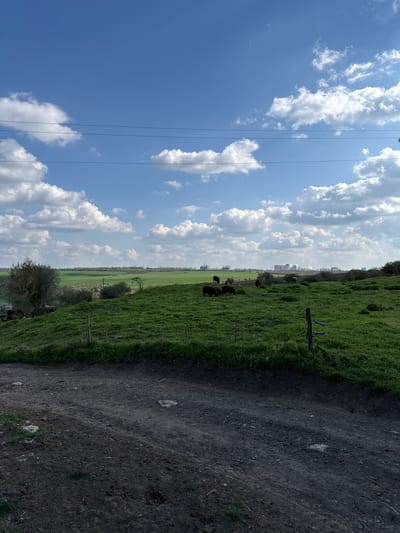 The image displays a serene rural landscape in Lipnik, Bulgaria, captured on a bright, clear day. The scene is dominated by a vast expanse of green fields under a vibrant blue sky filled with numerous fluffy white cumulus clouds.

In the foreground and extending into the middle ground on the right side of the frame, there is a wide, unpaved dirt path or road. To the left of this path, a lush, verdant green pasture stretches out, indicating fertile land. Several dark-colored animals, appearing to be cows or possibly sheep, are scattered across this green field in the middle distance, seemingly grazing. In the far distance, beyond the fields, the faint silhouettes of buildings or structures are visible, suggesting the proximity of an urbanized area.

Overhead, multiple thin power lines or utility cables traverse the upper portion of the clear blue sky. Within the green field, a wooden fence post is visible, distinctive with two blue cylindrical markers attached to it. The lighting suggests it is daytime, likely mid-morning or early afternoon, with sunny weather conditions. There is no visible text in the image. The overall impression is one of peaceful, agricultural scenery bordering a more developed area.