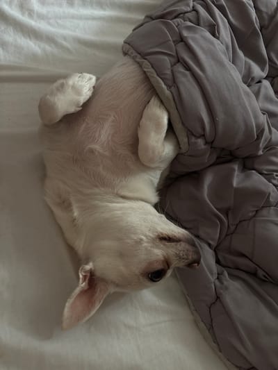 A light-colored dog is partially covered by a gray duvet on a white sheet. The dog is lying on its back with its paws in the air. Its head is turned to the right, and its eyes are closed. The dog appears to be sleeping. The image is taken from a top-down perspective. The location in the city of Shepetivka, Ukraine is unknown.
