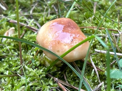 A close-up, eye-level, slightly elevated shot showcases a single, glistening mushroom cap nestled within a bed of vibrant green moss and thin blades of grass. The mushroom cap is a rounded, dome-like shape with a smooth, caramel-colored surface that reflects the ambient light, giving it a glossy appearance. Tiny details like a small dark speck, possibly an insect, are visible on the cap's surface. Surrounding the mushroom, the moss is dense and textured, with individual strands of grass and dried pine needles weaving through it. The background is a soft blur of green foliage and darker earth, suggesting a natural, forest-like environment. The image is sharpest on the mushroom and its immediate surroundings, with the focus gradually softening towards the background. The lighting is natural and diffused, creating soft highlights and shadows. No people or man-made structures are present in the frame. The scene is located in the natural landscape of Tyunevo, Russia.