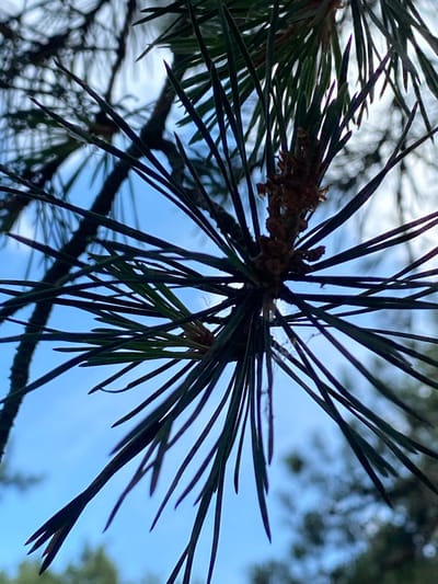 This is a close-up, low-angle shot of pine needles against a bright blue sky. The needles are dark green and sharp, radiating outwards from a central point on a branch. The sky is mostly clear, with a few wispy white clouds visible in the background. The image appears to have been taken outdoors in a natural setting. There are no people, animals, or man-made structures visible in the frame. The overall impression is one of natural beauty and a focus on the intricate details of the pine needles. The location in Baltiiskoe, Russia, suggests a potentially coniferous forest environment.