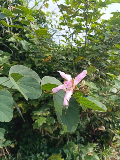 A close-up captures a Bauhinia flower in bloom, its delicate pink petals unfurling amidst broad, green leaves. The leaves are rounded and slightly lobed, indicative of the Bauhinia genus. Background vegetation provides a dense, green backdrop of various shrubs and trees. Sunlight filters through the foliage, highlighting the flower and leaves, contrasting textures and hues in the natural setting.