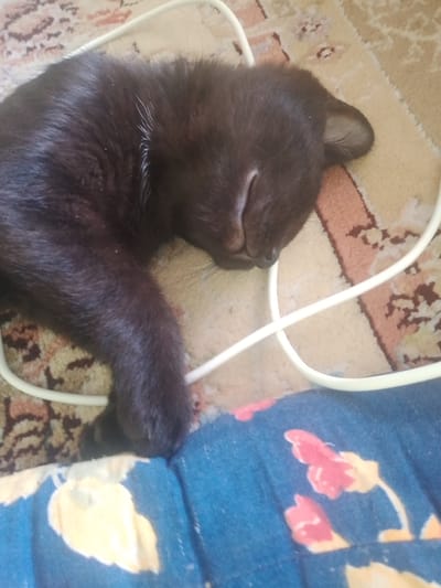 In Vahdat, Tajikistan, a black cat sleeps on a rug with a floral pattern. The cat is curled up, with its head resting on its paws and its eyes closed. A white cord lies across the rug and partially around the cat. The rug's pattern features beige, brown, and pinkish-red motifs. In the foreground, a blue fabric with a yellow and red floral print is visible.