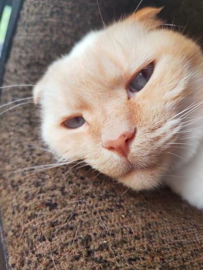 The image shows a close-up of a cream-colored cat with folded ears lying on a textured brown surface. The cat's eyes are partially closed, and its nose is pink. The background is blurred, but appears to be an indoor setting. There is no information available about the location in the city of Talitsa, Russia, or any other specific details of the scene.