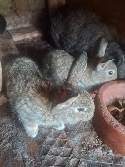 Two small brown rabbits occupy a cluttered space. One stands alert with an upright ear, facing forward with visible whiskers. The other sits behind, head tilted back with its mouth open. A dark, huddled mass sits to the left. An old clay pot rests in the upper right corner, next to a wire cage. The scene is filled with wood scraps and bits of debris.