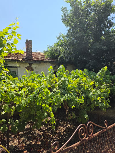 An outdoor, eye-level, medium shot captures a weathered, abandoned house with a red-tiled roof, partially obscured by lush green grapevines in the foreground. The house has a brick chimney and exposed brickwork on its facade. Sunlight filters through the dense foliage, casting shadows on the ground. A rusty metal fence with decorative swirls is visible in the lower right corner. The scene is set against a clear blue sky. The location is Indzhe Voyvoda, Bulgaria.