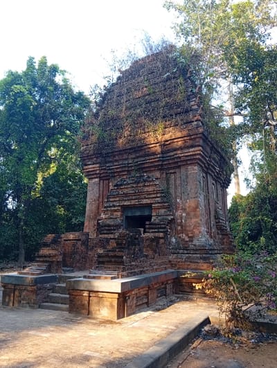 Located in Thôn 8, Vietnam, an ancient, weathered brick temple tower stands amidst a dense natural environment. The structure, constructed from reddish-brown brick, features a multi-tiered, tapering design, characteristic of Champa architecture. Its upper pyramidal sections are significantly overgrown with dark green vines and various plant species. A recessed, dark rectangular entrance is visible on the primary facade, accessed by a series of integrated brick platforms and steps. Tall, deciduous trees with verdant foliage frame the tower, forming a lush background. The ground immediately surrounding the structure is composed of sunlit packed earth and worn paving, with a small shrub displaying purple blossoms situated in the lower right foreground. No individuals or explicit actions are depicted.
