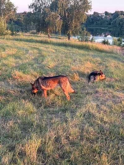 This is a vertical, high-angle photograph of two German Shepherd dogs in a grassy field next to a body of water. The dog in the foreground is lying on its back with its legs in the air, appearing to roll in the grass. It is wearing a red collar. The second dog is sitting upright a short distance behind it, facing away from the camera. It is wearing a yellow collar. The grass is tall and dry in places, with sunlight highlighting the blades.
In the background, across the water, there is a treeline with houses visible amongst the trees. The water reflects the trees and the sky, suggesting a calm surface. The light suggests it is late afternoon or early evening, with the sun casting long shadows and creating a warm glow on the grass. The setting appears to be a natural, outdoor environment, possibly a park or a riverside area in Horodyshche, Ukraine. The dogs appear to be relaxed and enjoying themselves in the warm weather. There is no visible text in the image.