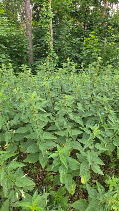 This is a medium shot photograph of a dense patch of nettle plants in a forest setting in Cekule, Latvia. The nettles are the dominant feature, with their characteristic serrated leaves and tall, upright stems, some of which have small, developing seed heads. The plants are in varying shades of green, with some showing signs of wear or damage to their leaves. The background consists of trees and foliage, creating a natural, woodland environment. Sunlight filters through the leaves, casting dappled light on the plants. There are no people or animals visible in the image. The scene depicts a wild, untamed natural area.