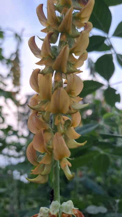 A close-up, vertical shot shows a cluster of pale yellow flowers with faint dark stripes on their petals, hanging from a green stem. The flowers are arranged in a raceme, with individual blossoms pointing downwards and outwards. The background is blurred, featuring hints of green foliage and a pale sky. A small black insect is visible on the stem of the flower cluster. The image does not provide any information or context related to the city of Lhokawe Teungoh, Indonesia, or any identifiable human presence.