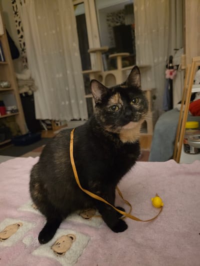 A tortoiseshell cat with black, orange, and cream markings is sitting on a pink blanket with embroidered teddy bear faces. The cat is wearing a thin, orange ribbon that is draped around its neck and across its body. A small, yellow toy resembling a lemon is on the blanket near the cat's front paws. The cat has green eyes and is looking towards the camera. In the background, there is a bookshelf with various items, a white curtain, and a multi-level cat tree. The scene appears to be indoors, likely in a residential setting. There is no information in the image to suggest the location is in Brzeg, Poland.