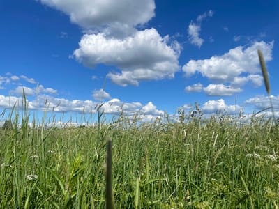A low-angle shot captures a dense field of tall green grass and wildflowers under a bright blue sky filled with scattered white clouds. The foreground is dominated by blades of grass, some with seed heads, obscuring the view of the ground. In the background, the grass appears lighter in color and less dense, extending towards a treeline on the far left. The sky is a vibrant blue with fluffy, cumulus clouds that cast soft shadows. The image conveys a sense of a sunny, warm day in a natural outdoor setting. The time of day appears to be midday or early afternoon, given the brightness of the sunlight. The location is likely rural or a meadow area, consistent with the provided location context of Мыза-Ивановка, Russia. There is no text visible in the image.
