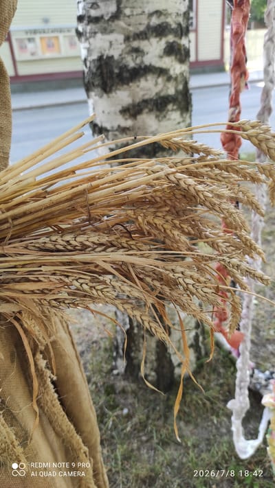 A close-up, vertical, outdoor photograph shows a bundle of dried wheat stalks tied together. The wheat is in the foreground, with individual stalks and ears clearly visible. Behind the wheat, a birch tree with black and white bark is prominent. To the right of the birch tree, decorative elements made of fabric strips in various colors, including red, white, and possibly pink, hang vertically. The background is blurred, suggesting a shallow depth of field, and shows a street or path with a building facade visible further back on the left. The ground appears to be covered in grass and dirt. The lower left corner of the image contains a watermark with "REDMI NOTE 9 PRO" and "AI QUAD CAMERA." The lower right corner displays a date and time stamp: "2026/7/8 18:42". The scene likely depicts an outdoor event or decoration in Iisalmi, Finland, possibly related to a harvest festival or a local market.