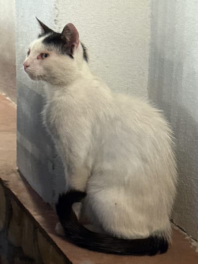 A white cat with black markings on its head and tail is resting on a ledge indoors. The cat is positioned on its side, facing towards the right of the frame. Its body is mostly white with a black tail and a black patch of fur over its left ear and eye. The cat's left eye appears to be red and slightly swollen, possibly indicating an injury or irritation. The background is a light gray, textured surface, suggesting a wall or a similar architectural feature. The cat's fur is somewhat ruffled, and its posture suggests it is relaxed, although the condition of its eye could imply discomfort. The lighting appears to be artificial, coming from above and casting soft shadows. No text is visible in the image. The scene is likely indoors, given the indoor setting and artificial lighting. The specific location of Hadzhidimovo, Bulgaria, is provided as context but does not offer any visual cues within the image itself.