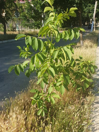 The image depicts a young tree with vibrant green leaves growing in a grassy area next to an asphalt road. The tree is the central focus, with its branches extending outwards and dappled sunlight illuminating the foliage. Behind the tree, a building with a red roof is partially visible, suggesting an urban or suburban setting. The road appears to be a residential street, with a sidewalk or paved area to the right of the grassy verge. The overall scene is bathed in natural sunlight, creating a bright and slightly hazy atmosphere. The image is an outdoor shot taken during the daytime. This scene is consistent with an area in the city of Dubossary, Moldova, likely along a street lined with trees and vegetation.