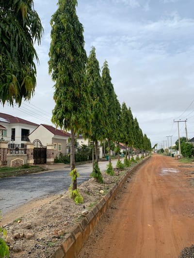 The image depicts a street lined with tall, slender trees in Abuja, Nigeria. On the left side of the street, a row of modern houses with red tile roofs and brick accents is visible. One house features a decorative metal gate and fence. The street itself transitions from paved asphalt on the left to a dirt road on the right, marked by tire tracks and puddles of water. Utility poles with wires run along the right side of the road. The sky is overcast with clouds. The overall scene suggests a developing or recently developed residential area within the city, possibly after rainfall.