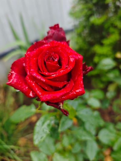 A close-up, high-angle shot captures a single, vibrant red rose in full bloom, glistening with water droplets. The rose is the primary subject, positioned slightly off-center to the left. Its petals are tightly furled towards the center, creating a rich texture. Behind the rose, a blurred green bush provides a soft background. To the left, a light-colored, out-of-focus fence is visible, with some green foliage in front of it. The lighting suggests an overcast day or post-rain conditions. The scene is set in a garden.