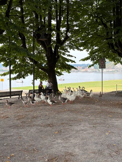 A flock of domestic geese, varying in color from grey to white, are gathered on a gravelly path in a park setting. The geese are in the foreground and mid-ground, with some standing and others appearing to peck at the ground. Two individuals, a woman in a black tank top and a man in a white shirt, are seated on a park bench in the background, under the shade of large trees. They appear to be interacting with each other. Beyond the park, a body of water, likely a lake, is visible, with boats on the water. In the distance, a city skyline with buildings and hills can be seen. A sign with Italian text, indicating "AREA VERDE" (Green Area) and symbols, is posted to the right of the frame. The overall scene suggests a peaceful public park adjacent to a lake, with people and animals coexisting.
