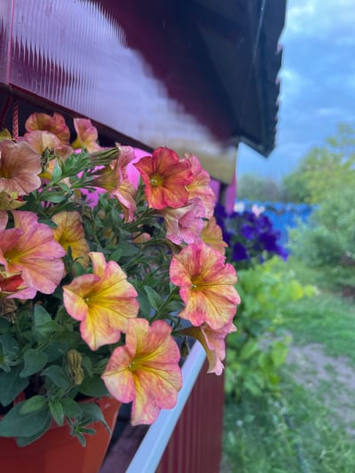 The scene is located in Amirovo, Russia. The image presents a close-up view of a vibrant flower arrangement situated beside a building structure. In the foreground and mid-ground, a dense cluster of petunia-like flowers displays variegated petals with prominent yellow centers transitioning to pink and orange edges. Lush green foliage surrounds the blooms, which are housed in an orange-brown planter visible at the bottom. Above the flowers on the left, a section of a dark reddish-brown corrugated translucent panel is visible, exhibiting a pattern of vertical light and shadow. An opaque dark structural element, possibly a roof edge, is partially seen in the upper right, silhouetted against a light blue, cloudy sky. The background, rendered with shallow depth of field, shows abundant green vegetation, including out-of-focus bushes or trees. A distinct blue fence or structure is discernible in the distant mid-ground, partially obscured by blurs of dark purple flowers. A light-colored ground path or cleared area is visible towards the bottom right of the frame.