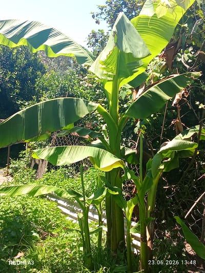This image captures a close-up view of banana plants in Pshap, Abkhazia, on June 23, 2026, at 13:48. The vibrant green leaves of the banana plants dominate the foreground, with some leaves showing striped patterns of lighter green and yellow. The plants are tall and leafy, with thick stalks. In the background, lush green vegetation and trees are visible, suggesting a natural outdoor environment. A chain-link fence runs horizontally across the mid-ground, partially obscured by the foliage. The sky above is clear and blue. The scene is bathed in bright sunlight, casting shadows and highlighting the textures of the leaves and stalks. No people are present in the image.