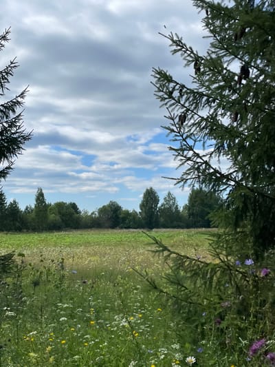 The image depicts a serene natural landscape, likely in the vicinity of Kstininskogo Doma Otdykha, Russia. The foreground is dominated by a dense growth of wildflowers and tall green grass, interspersed with a few pine branches extending from the sides of the frame. Among the wildflowers, small white, yellow, and purple blossoms are visible. In the middle ground, a green meadow stretches towards a dense line of trees, which forms the horizon. The trees are a mix of deciduous and coniferous species, with a varied canopy of green foliage. The sky above is partially cloudy, with patches of blue visible through the white and grey clouds. A few small birds are visible flying in the sky. The overall impression is one of a tranquil rural or natural setting, untouched by human activity. There are no people or man-made structures visible in the image.