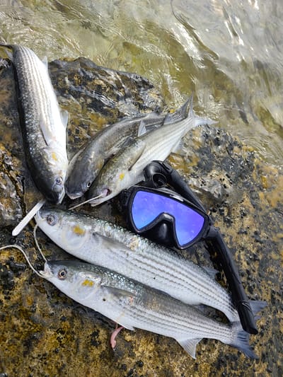 The image shows a collection of five dead fish, likely mullet, arranged on wet, rocky terrain near a body of water. A black diving mask with blue lenses lies among the fish. The environment appears to be a coastal area with clear, shallow water lapping at the rocks. The fish are silver with distinct horizontal stripes. One of the fish has a thin white string threaded through its mouth, suggesting it may have been caught or is part of a stringer. The overall impression is one of a successful fishing expedition. The location is identified as Aqshuqyr, Kazakhstan, suggesting a marine or brackish water environment.