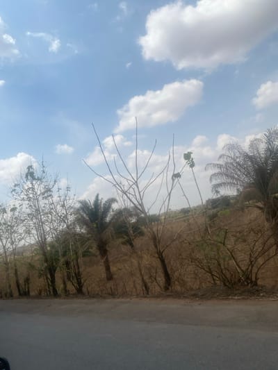 The image depicts a rural landscape scene in Nandu, Nigeria, under a bright, partly cloudy blue sky. In the foreground, a dark gray paved road surface occupies the lower portion of the frame, extending horizontally. Above the road, a line of various trees and shrubs is visible, separating the road from a sloping hillside. The vegetation consists of several deciduous trees, many of which are bare or have sparse green foliage, indicative of a dry season. Interspersed among these are several palm trees with dense green fronds. Behind the trees, the ground rises as a hillside covered predominantly with dry, brown, and sparse vegetation. No individuals, animals, or specific objects are identifiable within the scene beyond the natural environment and road. The overall impression is one of a sunlit, dry climate.