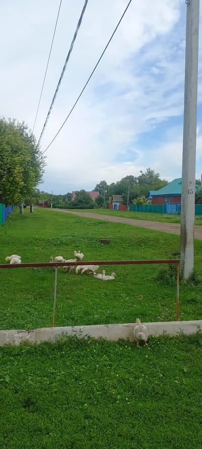 In the village of IdriSOVO, Russia, a street scene unfolds under a partly cloudy sky. A dirt road, lined with lush green grass, traverses the frame. On either side of the road, houses with red and green roofs are visible amidst dense foliage. A cluster of young geese, mostly white, are scattered across the grass. Some are standing, while others are resting or pecking at the ground. A concrete post stands on the right side of the image, bearing the number "15". A low metal fence separates the foreground from the area where the geese are grazing, and a single goose is visible in the foreground, facing away from the camera. Power lines stretch across the sky, supported by unseen poles. The overall impression is of a tranquil rural setting.