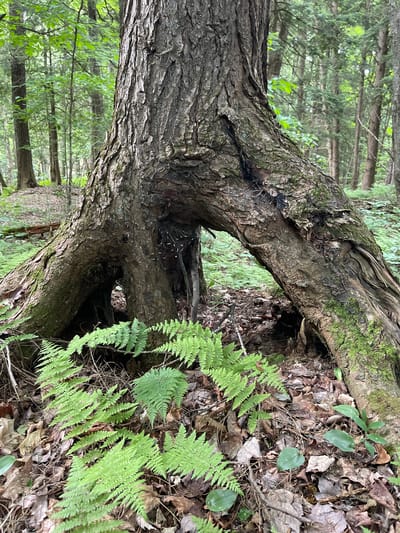 In the village of Greig, United States, a massive tree stands prominently in a lush forest. The tree's base is characterized by a dramatic hollow, shaped by its gnarled roots that arch outwards, creating an intriguing opening. The textured bark of the tree is rough and aged, with patches of green moss clinging to its surface. Surrounding the base of the tree, a carpet of fallen leaves and dry debris covers the forest floor. Vibrant green ferns sprout from the ground, their delicate fronds reaching towards the light. The background of the image is a dense forest with numerous tall trees, their leaves forming a verdant canopy overhead. The scene is quiet and undisturbed, suggesting a natural and untouched environment.