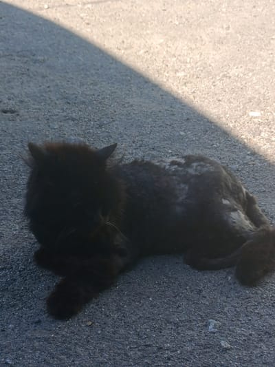 A black cat is lying on a gray asphalt surface, partially in shadow. The cat is mostly black with some white patches on its fur, particularly on its back. Its face is largely obscured by shadow, but its white whiskers are visible. The cat appears to be resting, with its paws tucked underneath its body. The ground is textured with small stones and pebbles. A diagonal shadow, likely from an overhead object or structure, cuts across the scene. The lighting suggests it is daytime, with sunlight illuminating one side of the cat and the asphalt. The overall impression is of a domestic animal in an outdoor environment.
