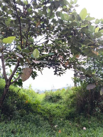 The image presents a lush, natural landscape dominated by verdant green foliage under a bright sky. A prominent tree with a textured trunk and large, broad leaves occupies the left side of the frame, extending its branches across the upper portion of the view. The leaves, primarily dark green, show hints of lighter green and yellow-brown where sunlight filters through or on older growth.

Below the tree, the ground is covered with dense, wild grass and various plants, creating an overgrown, undulating terrain. The vegetation varies in texture and shades of green, suggesting a rich and untamed environment. In the background, beyond the immediate growth, faint outlines of distant hills or mountains are visible against a bright, hazy sky, indicating a wide-open natural setting.

No people or animals are visible, and there is no specific activity taking place. The scene conveys a sense of natural tranquility and untouched wilderness. The bright sky, without harsh shadows, suggests either an overcast day or diffuse daylight. No text is visible within the image. The overall impression is that of a verdant, possibly tropical or subtropical, landscape consistent with the location context of Moe Gyoe, Myanmar.