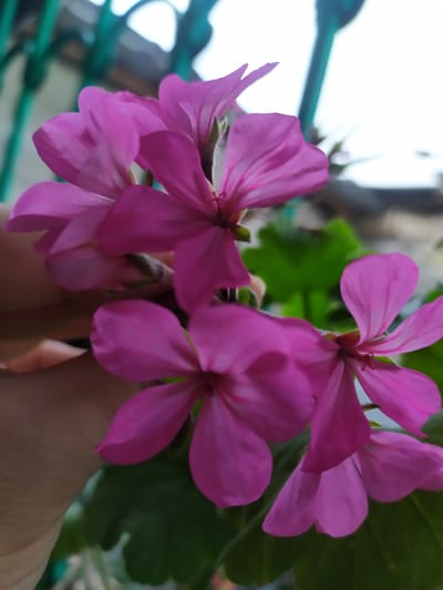 The image shows a cluster of bright pink flowers with delicate petals, some of which are slightly unfurled. A hand, with skin tone appearing light, is gently holding the stems of the flowers, partially obscuring them. In the background, a blurred teal-colored fence or railing is visible against a bright, out-of-focus sky. The foliage of the plant is a deep green. The scene appears to be an outdoor setting, possibly a garden or balcony. The location in Bilajari, Azerbaijan, is not visually discernible from the image itself.