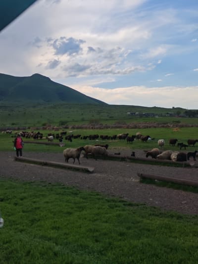 The image depicts a rural scene, possibly a pasture or farmland. In the background, there is a large, green mountain. The sky is partly cloudy, with a mix of blue and white. A herd of sheep is scattered across the field. There is a woman wearing a red jacket standing on the left side of the image near the sheep. In the foreground, there are several trough-like structures in a dirt area. Bales of hay are distributed across the field in the background. Some buildings, possibly farm structures, are located further in the distance. This is presumed to be near Etoka, Russia. There is no specific information in the image to confirm location in the city of Etoka.