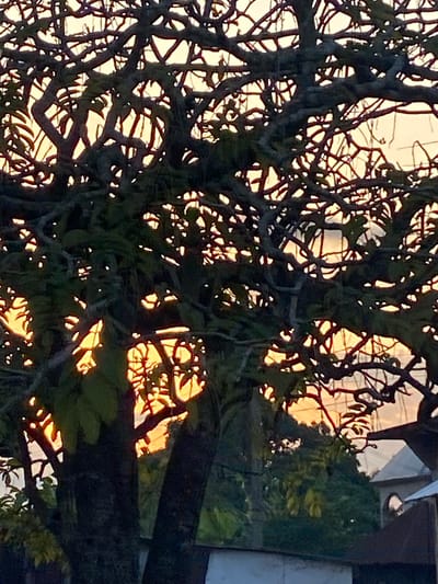The image shows a close-up view of a large tree with intricate, gnarled branches silhouetted against a hazy orange sky. The branches are dense and twist in various directions, creating a complex network that obscures the background. Sunlight filters through the gaps in the foliage, highlighting some of the leaves and branches with a warm glow. In the lower right portion of the image, the edge of a building with a peaked roof and arched windows is visible, suggesting an urban or semi-urban setting. The overall mood is one of natural beauty and the interplay of light and shadow.