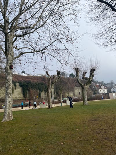 The image depicts an outdoor recreational area within Überlingen, Germany, under an overcast sky. The foreground features a large deciduous tree with mottled, light-colored bark and bare branches, exhibiting sparse brown leaves. A small, dark red birdhouse is attached to the tree's trunk on the left. The ground is covered with green grass, showing some bare patches and scattered brown leaves.
In the midground, a paved pathway runs horizontally, bordering an outdoor fitness area. This area contains various exercise equipment, including multiple metal pull-up bars and wooden structures. Five individuals are present:
1. A person wearing a blue jacket and blue cap stands near a set of parallel bars on the left.
2. Adjacent, a second individual in a black shirt with red accents is positioned on a red exercise mat.
3. A third person, dressed in a light-colored top, is bent over a mat near the equipment.
4. Further to the right, a person in dark clothing with a backpack is standing on the grass, looking downwards.
5. A fifth, distant individual, partially visible on the far right, appears to be jogging on a path.
Several pollarded trees with thick, gnarled trunks and bare branches are distributed across the midground. The background features a prominent, light-colored, likely stone or concrete cliff face, extensively covered by dense, dark green and reddish-brown climbing vegetation. Above the cliff, numerous residential buildings with white facades and dark roofs are visible on a rising hillside. The sky above is uniformly light gray and overcast.