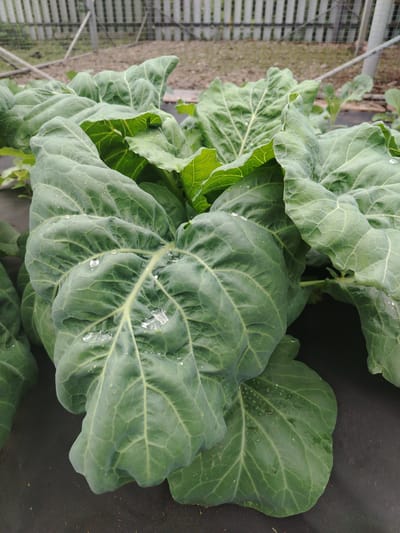 This image shows a close-up view of large, green cabbage leaves in a garden. The leaves are lush and appear to be recently watered, with visible water droplets on their surfaces. The texture of the leaves is prominent, showcasing their vein structure. In the background, a blurred fence and some dry soil are visible, suggesting an outdoor, agricultural setting. The ground is covered with dark fabric, likely for weed suppression. The overall scene is of a healthy, growing plant in a cultivated area. The provided location of Святогорье, Russia, contextualizes this as a garden or farm in that region.