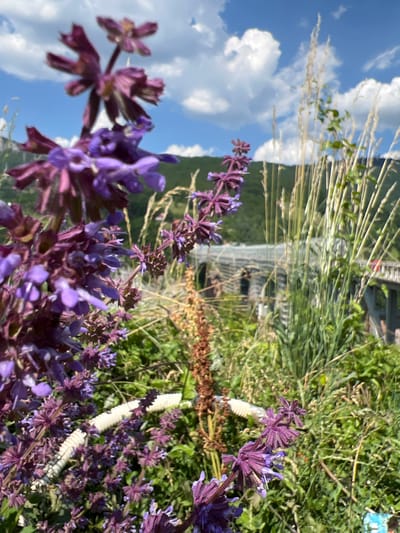 In the foreground, a cluster of purple flowers, possibly sage, is in sharp focus. Behind them, a beige, dried flower stalk stands prominently. The background reveals a blurred view of a large, arched bridge, likely the Đurđevića Tara Bridge, in Montenegro. Green foliage and tall grasses are visible throughout the scene, with a bright blue sky dotted with white clouds overhead. The overall setting appears to be a natural landscape near the bridge.
