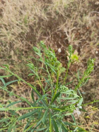 The image displays a green plant with multiple stems and elongated, slender leaves, positioned centrally and in sharp focus. Numerous small, tightly clustered green flower buds are visible at the terminals and along the upper sections of the stems. The plant emerges from dry, light brown soil that is sparsely covered with desiccated grass and some minor green vegetation. Small, irregular, light-colored fragments, possibly pebbles or debris, are scattered across the soil. The background is blurred. No individuals, animals, or specific architectural or geographical features indicative of an urban environment in Ngọc Tụ, Vietnam, are visible. The scene depicts an uncultivated outdoor ground-level area.